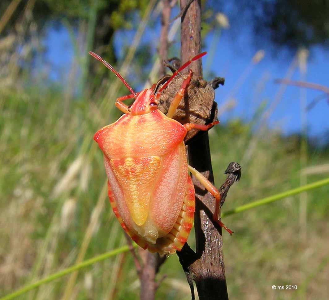 Pentatomidae: Carpocoris mediterraneus atlanticus